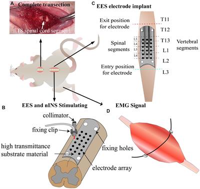 Epidural combined optical and electrical stimulation induces high-specificity activation of target muscles in spinal cord injured rats